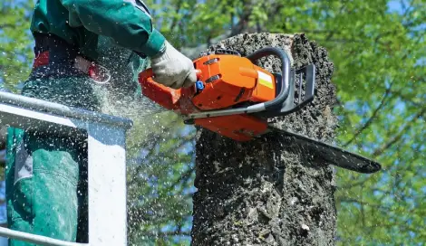 Le devis abattage d’arbre pour l’Ile et Vilaine 35